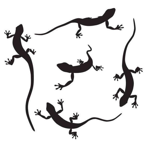 Gecko Silhouettes Vector silhouettes of cute geckos on a white background. salamander stock illustrations