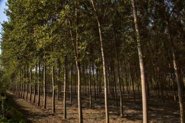 istock Birch trees plantation in autumn at noon 1280417519