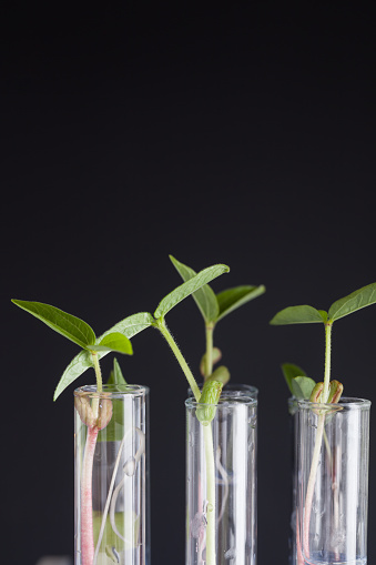 green bean sapling on test tubes in lab with black background