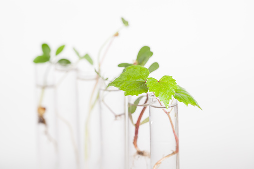 grape seedling in test tube with white background