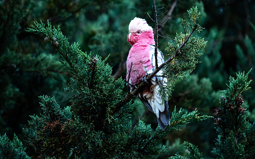 Australian native Galah or Pink and Grey Cockatoo wild bird resting on branch of green pine tree