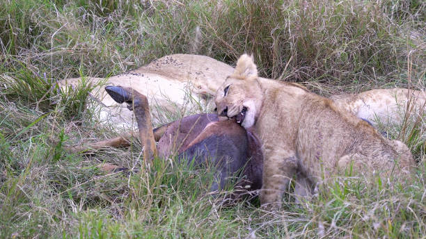 tiro cercano de un cachorro de león masticando un antílope topi muerto en la reserva nacional masai mara en kenia - masai mara national reserve masai mara topi antelope fotografías e imágenes de stock