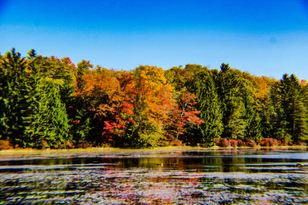 istock Fall Foliage in PA Promised Land State Park 1280425144