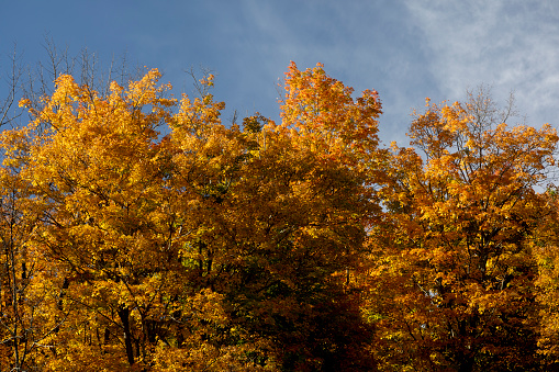 Autumn leaf foliage in upstate New York.