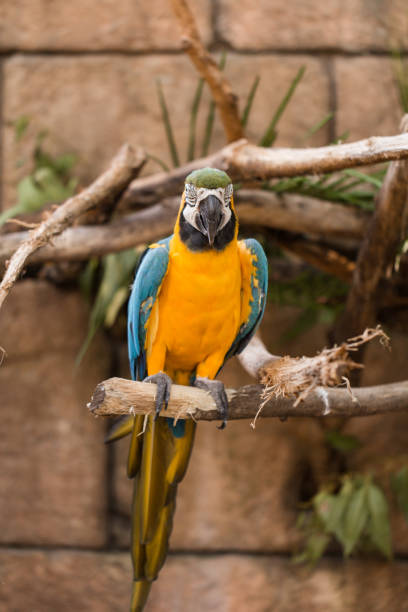 istock Colorful Orange and Blue Parrot Sitting on a Tree Branch 1280426984