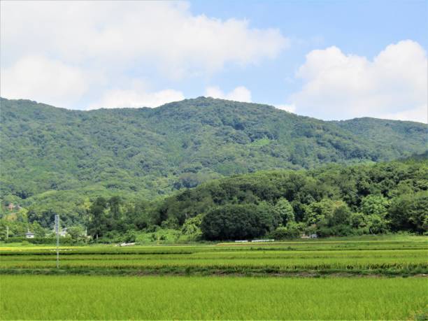 istock Japan. August. Agriculture fields in the valley between the mountains. 1280427058