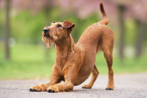 jeune chien irlandais adorable de terrier s’inclinant vers le bas sur un asphalte dans un parc de ville au printemps - bowing photos et images de collection