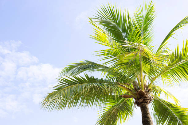 istock Coconut palm trees, beautiful tropical with sky and clouds. 1280427804