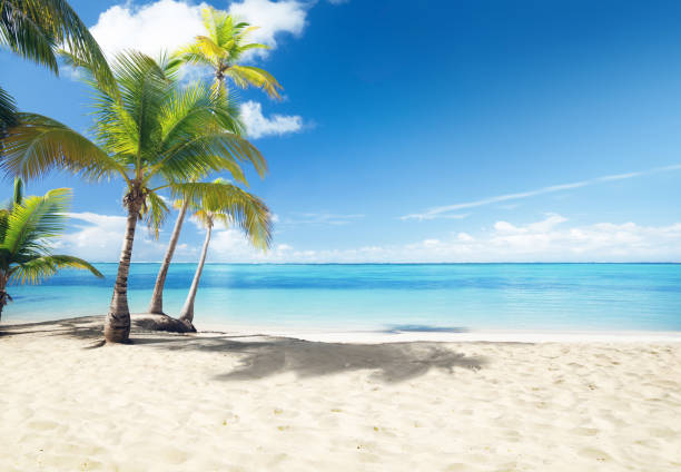 istock Caribbean sea and coconut palms 1280428747