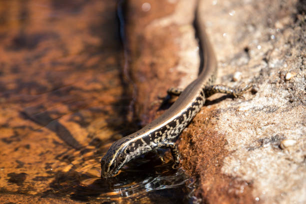 Skink lizard with a regenerated tail, Victoria, Australia