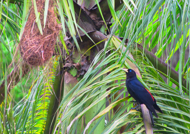 Guaxo or Guaxe bird (Cacicus Haemorrhous), with black feathers and red backs, blue eyes, landed on a palm tree, observing its nest.