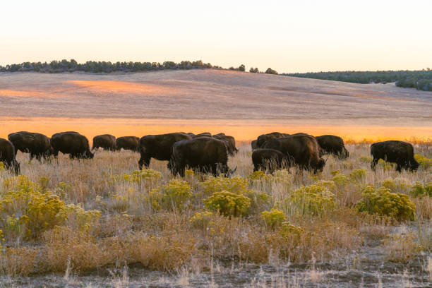istock American bison herd in the golden rolling hills in autumn, Utah 1280434526