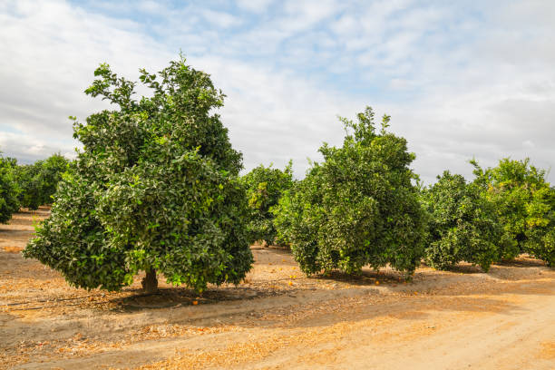 istock Orange trees in an orchard in California 1280434532
