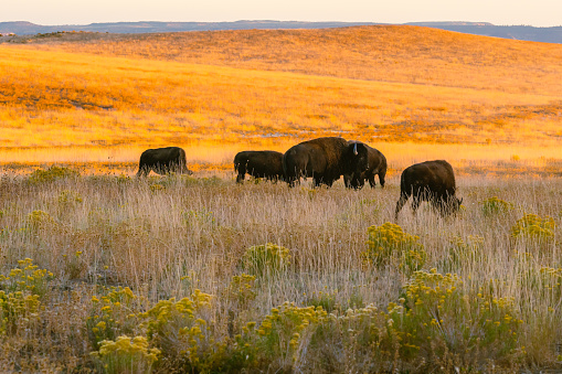 American bison herd in the golden rolling hills in autumn, Utah