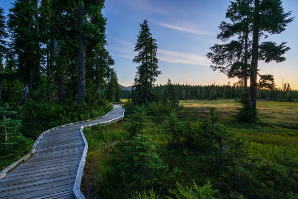 istock Mt. Washington Forbidden Plateau Boardwalk 1280435334