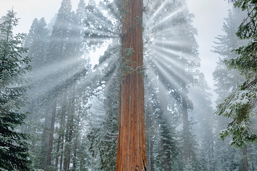 Sequoia National Forest in beautiful Winter morning