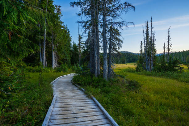 istock Mt. Washington Wilderness Area 1280435934