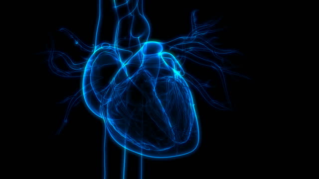 Human Circulatory System Heart Beat Anatomy Animation Concept