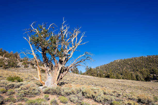 Ancient Bristlecone Pine Forest in the White Mountains in the Inyo National Forest near Bishop, California.