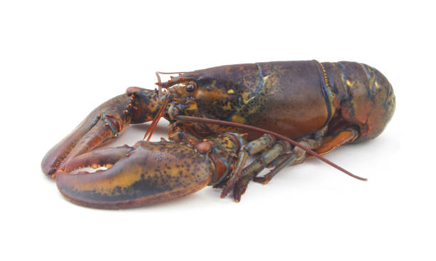 istock Fresh raw american lobster isolated on white background 1280437690