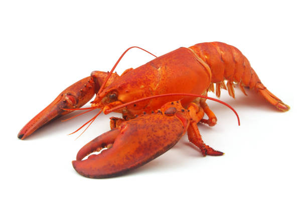 istock Cooked american lobster isolated on white background 1280437713