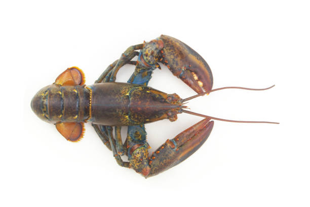 istock Fresh raw american lobster isolated on white background 1280437714