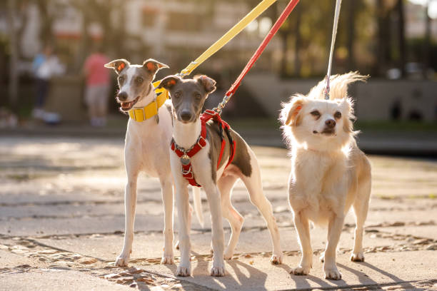 drei hunde auf der straße angeleint und in die kamera schauen - zuggeschirr stock-fotos und bilder