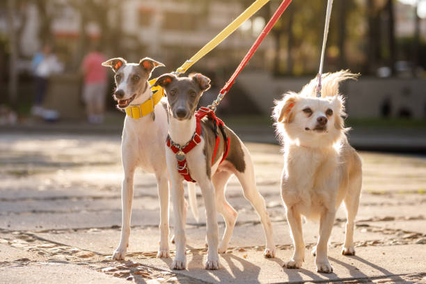 Three dogs leashed at street and looking at camera Dogs strolling on the street animal harness stock pictures, royalty-free photos & images