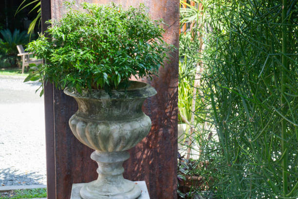 istock Tropical garden plants in summer 1280442660