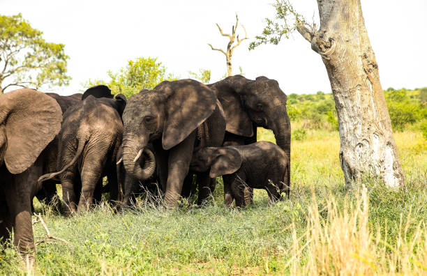 istock African Elephants in a South African game reserve 1280442711