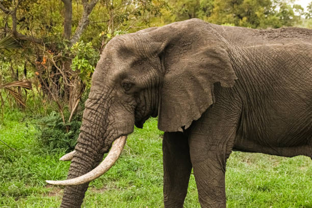 istock African Elephants in a South African game reserve 1280443284