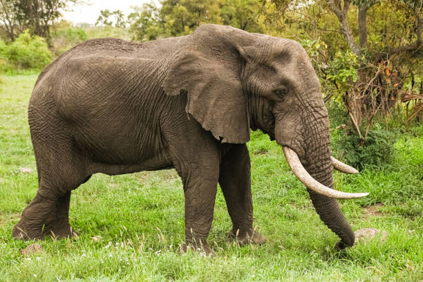 istock African Elephants in a South African game reserve 1280443288