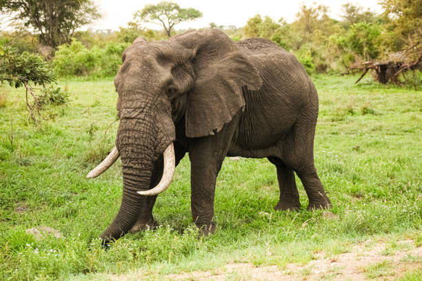 African Elephants in a South African game reserve