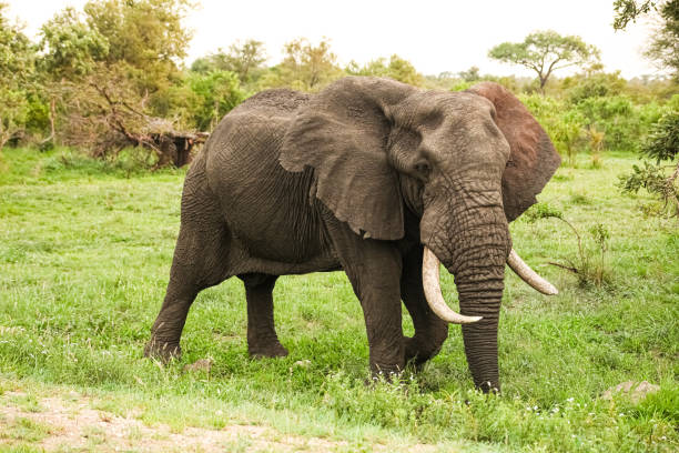 istock African Elephants in a South African game reserve 1280443309