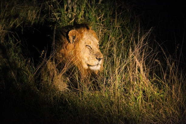 istock African Lion in a South African Game Reserve 1280443376