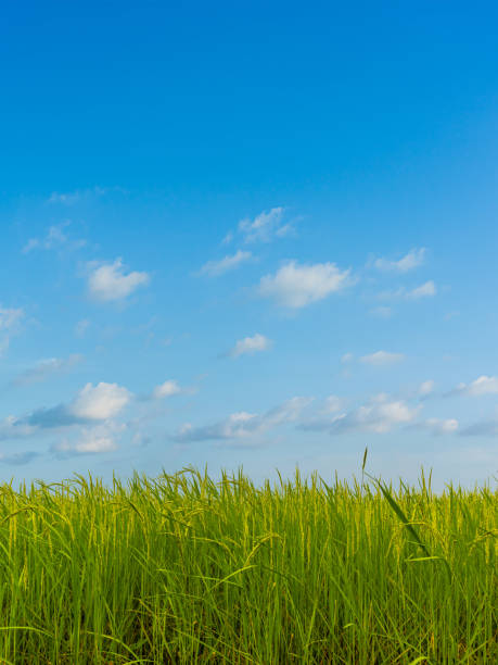 istock Rice field with blue sky natural background. 1280443389