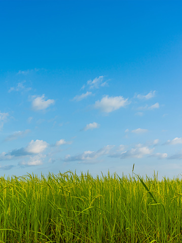 Beautiful green rice field with blue sky natural background.