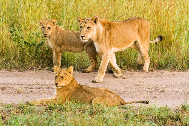 istock African Lion in a South African Game Reserve 1280443394