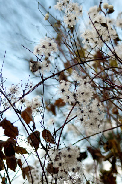 istock White Flowers and Blue Sky other angles 1280443606