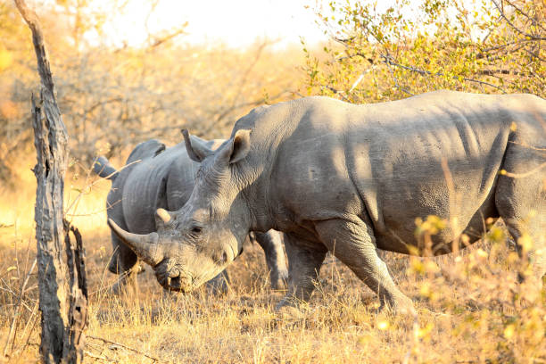 istock African White Rhino in a South African game reserve 1280443659