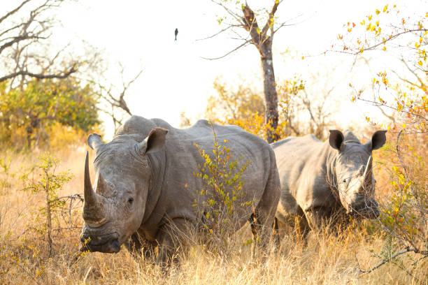 istock African White Rhino in a South African game reserve 1280443716