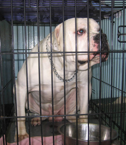 istock dog bulldog sitting in a cage aggressive 1280444437