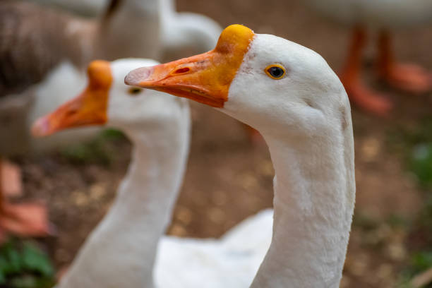 istock Domestic Goose close up click 1280445453