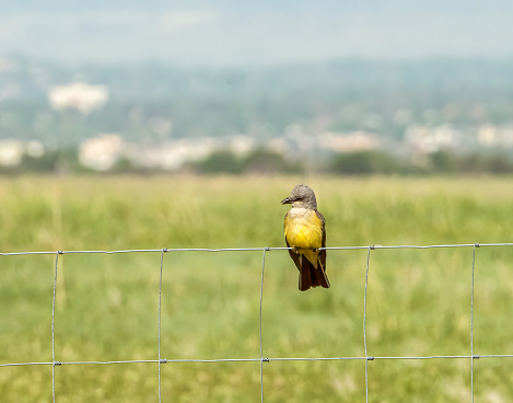 Western Kingbird perched on a fence near Denver, Colorado