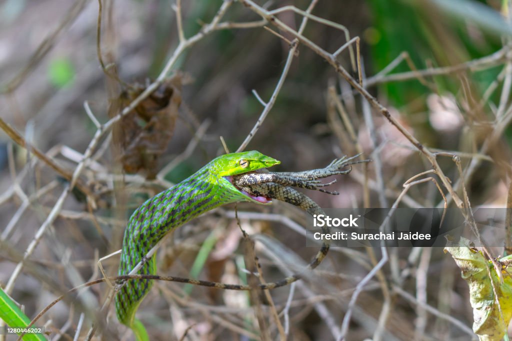 Green snake or Grass snake is gulp down the Chameleon in the nature forest Green snake or Grass snake is gulp down the Chameleon in the hunting cycle of the animals in nature forest Animal Stock Photo