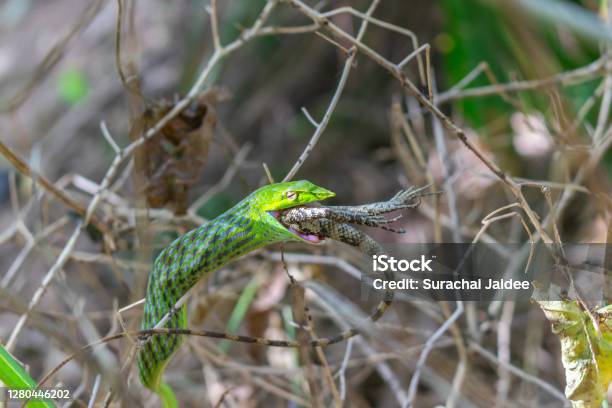 Green Snake Or Grass Snake Is Gulp Down The Chameleon In The Nature Forest Stock Photo - Download Image Now