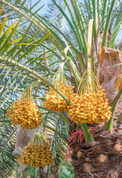 istock Yellow Date fruits (Phoenix Dactylifera) in the clusters on palm tree 1280446330