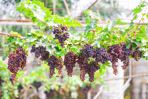 ฺBunches of ripe Black Opal seedless grapes (Vitus Vinifera) of the vineyard in the organic greenhouse farm