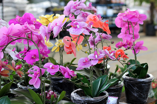 the view of beautiful orchids of various colors in pots for garden