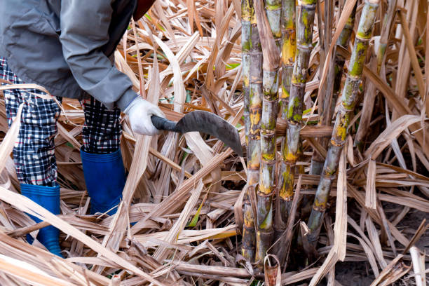 istock sugarcane cutting workers in sugarcane fields, worker in sugar cane plantation in the harvest season, sugarcane farmers in sugar cane field, sugarcane fresh in farm 1280447811
